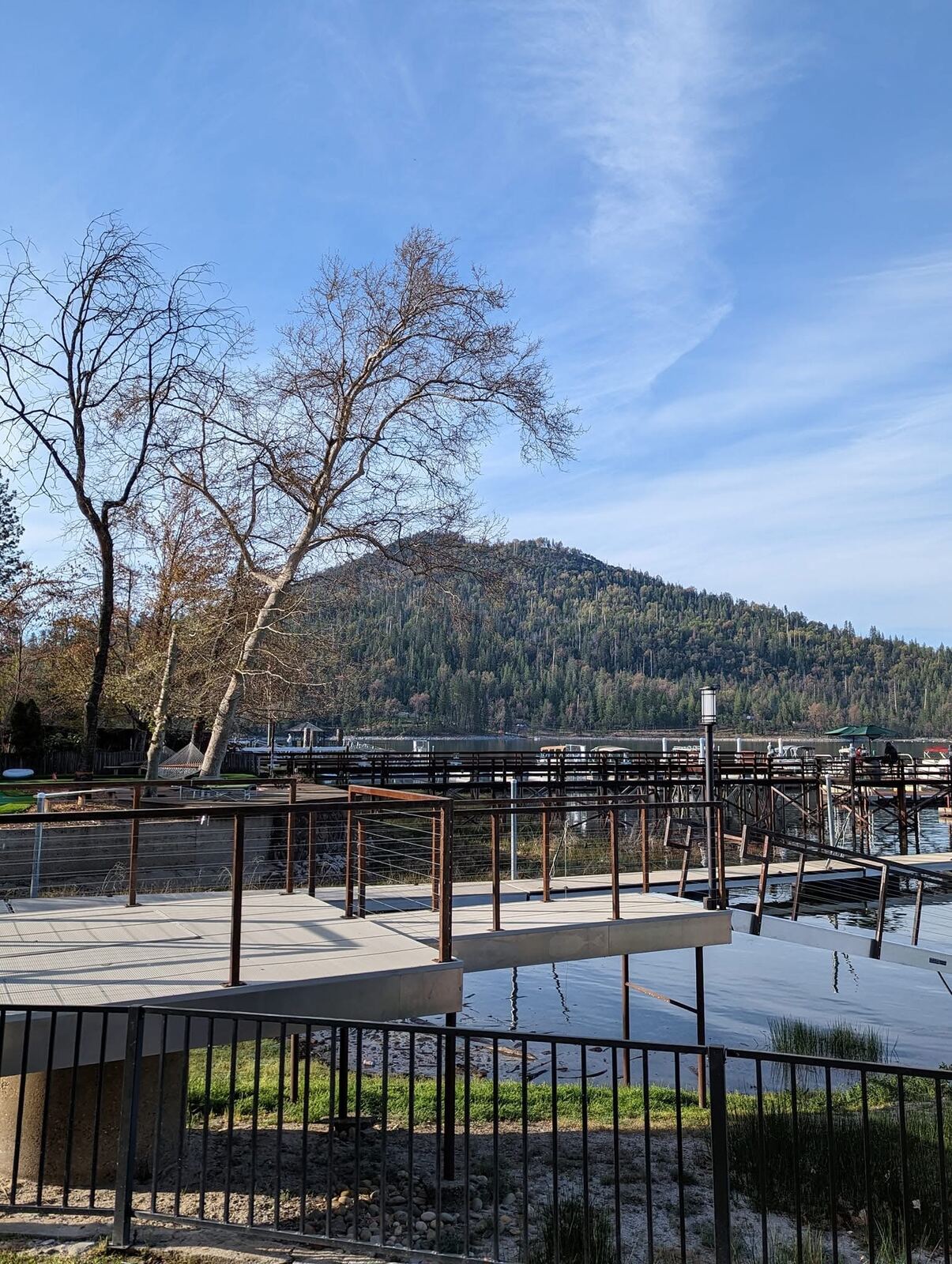 Bare oak over the lake docks — bluebird morning, Bass Lake