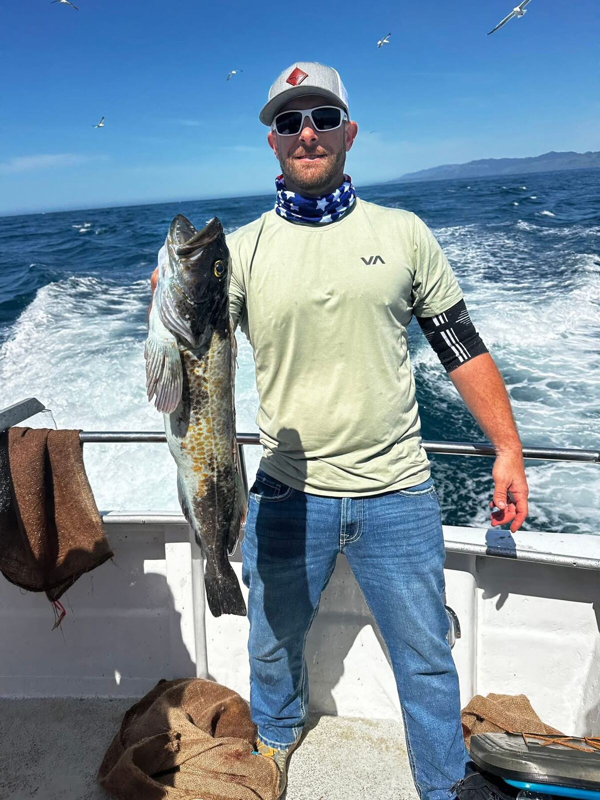 Lingcod off the back of the boat under the gulls