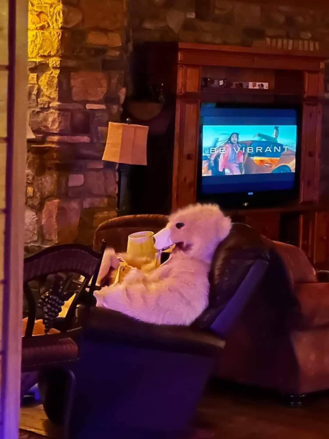Cabin night in — Be Vibrant on the screen, polar bear on the couch